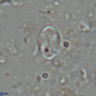 Neochiastozygus dyomisa 25744