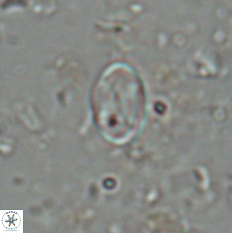 Neochiastozygus dyomisa 25744