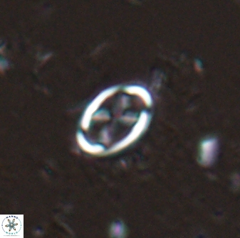 Neochiastozygus dyomisa 25736