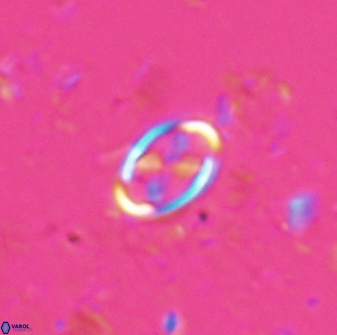 Neochiastozygus dyomisa 25737