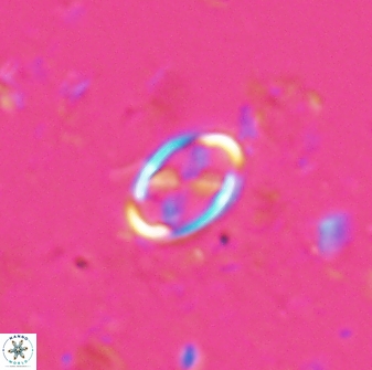 Neochiastozygus dyomisa 25737