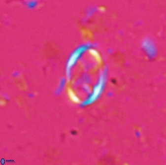 Neochiastozygus dyomisa 25738
