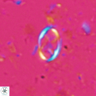 Neochiastozygus dyomisa 25738