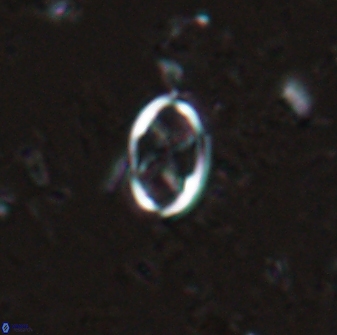 Neochiastozygus dyomisa 25739