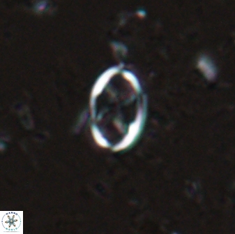 Neochiastozygus dyomisa 25739