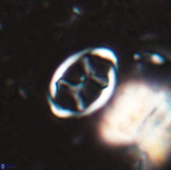 Neochiastozygus kallanxhiae 24894