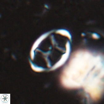 Neochiastozygus kallanxhiae 24894