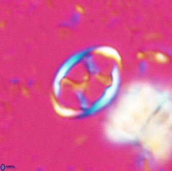 Neochiastozygus kallanxhiae 24895