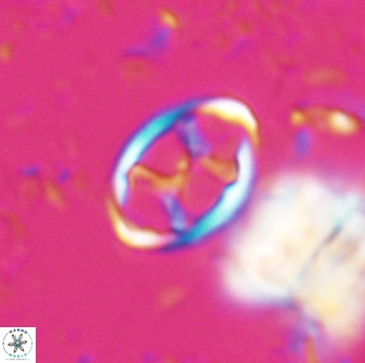 Neochiastozygus kallanxhiae 24895