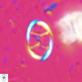 Neochiastozygus kallanxhiae 24896
