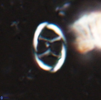 Neochiastozygus kallanxhiae 24897