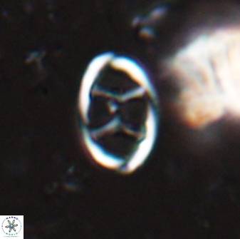 Neochiastozygus kallanxhiae 24897