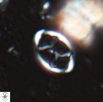Neochiastozygus kallanxhiae 24898