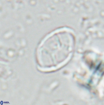Neochiastozygus kallanxhiae 24901