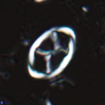 Neochiastozygus kallanxhiae 25638