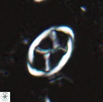 Neochiastozygus kallanxhiae 25638