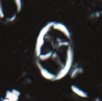 Neochiastozygus kallanxhiae 25639