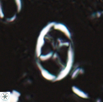 Neochiastozygus kallanxhiae 25639