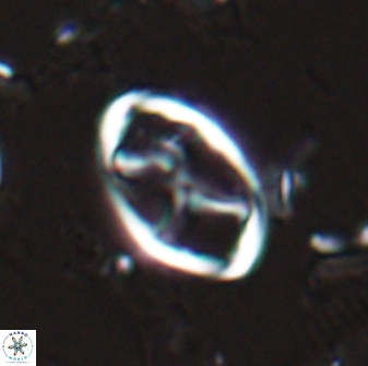 Neochiastozygus kallanxhiae 25642