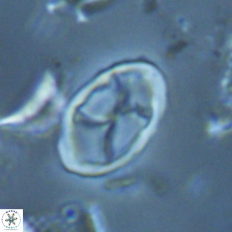 Neochiastozygus kallanxhiae 25644