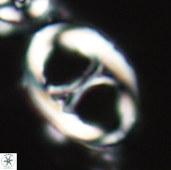 Neochiastozygus junctus 21192