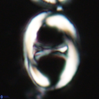 Neochiastozygus junctus 21193