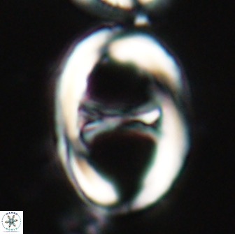 Neochiastozygus junctus 21193