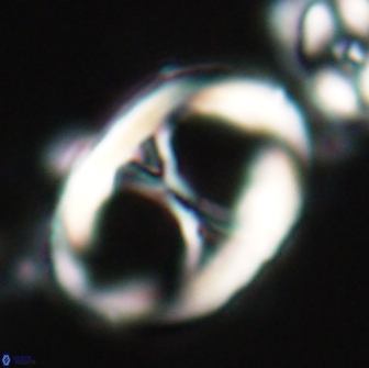 Neochiastozygus junctus 21196