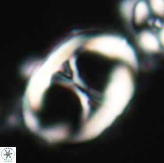 Neochiastozygus junctus 21196