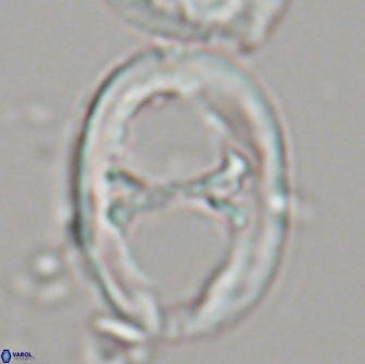 Neochiastozygus junctus 21197