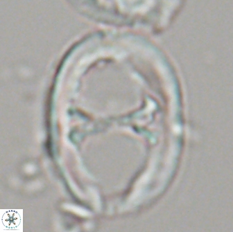 Neochiastozygus junctus 21197