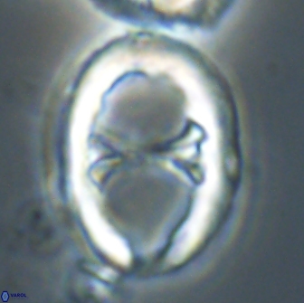 Neochiastozygus junctus 21198