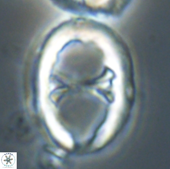 Neochiastozygus junctus 21198