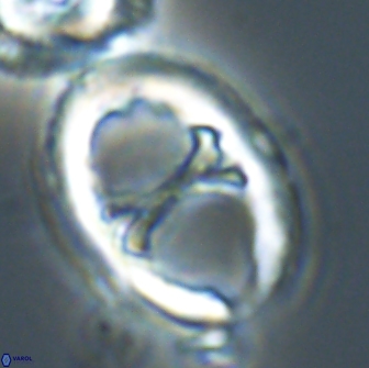 Neochiastozygus junctus 21199