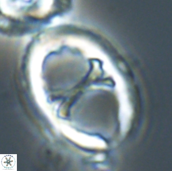 Neochiastozygus junctus 21199