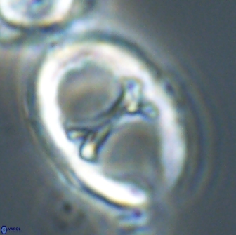 Neochiastozygus junctus 21200