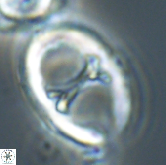 Neochiastozygus junctus 21200