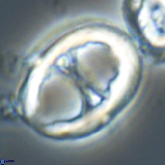 Neochiastozygus junctus 21201