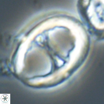 Neochiastozygus junctus 21201