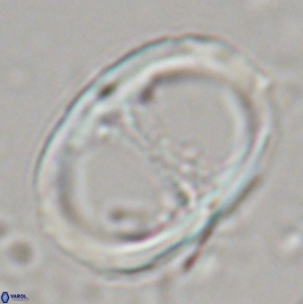Neochiastozygus junctus 23343
