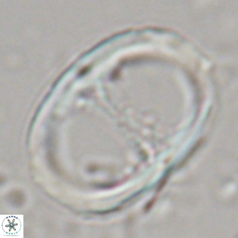 Neochiastozygus junctus 23343