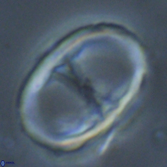 Neochiastozygus junctus 23344