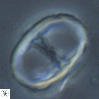 Neochiastozygus junctus 23344