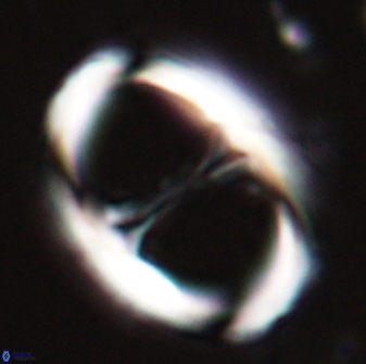 Neochiastozygus junctus 23337