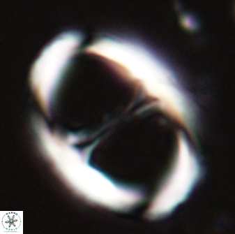 Neochiastozygus junctus 23337