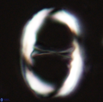 Neochiastozygus junctus 23338