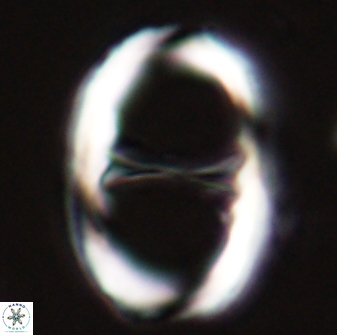 Neochiastozygus junctus 23338