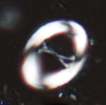 Neochiastozygus junctus 24743