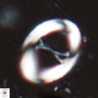Neochiastozygus junctus 24743