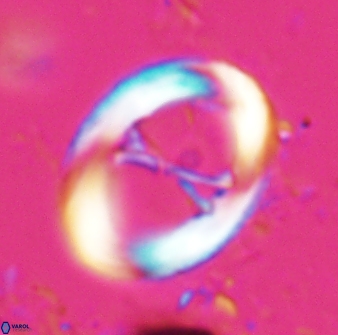 Neochiastozygus junctus 24744